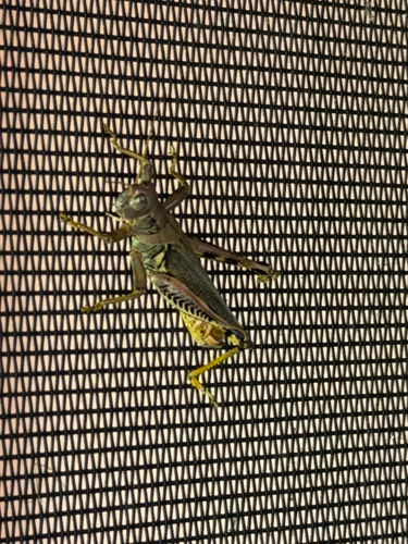 Differential Grasshopper