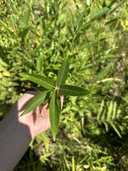 Salix sericea