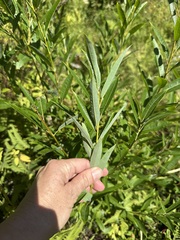 (c) Jaime McGuigan, some rights reserved (CC BY) Salix sericea, photograph (c) Jaime McGuigan, some rights reserved (CC BY)