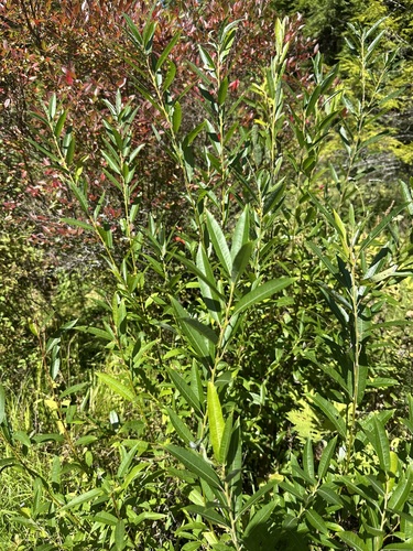 Salix sericea, photograph 3