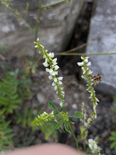 White Sweetclover