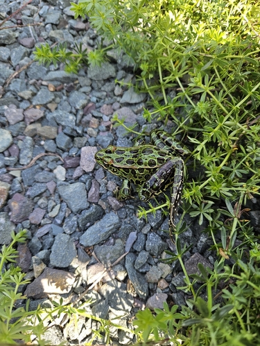 Northern Leopard Frog