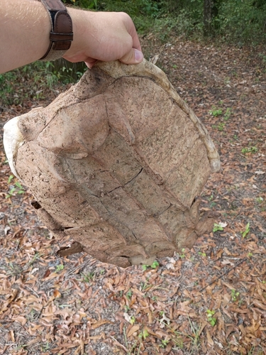 Alligator Snapping Turtle observed by ethanajones