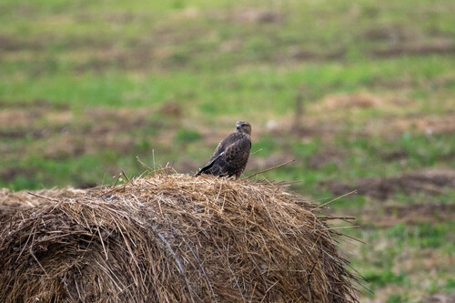 Common Buzzard