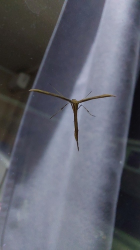 Morning-glory Plume Moth