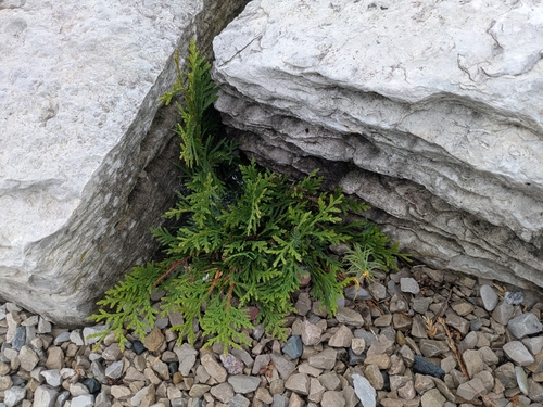 northern whitecedar