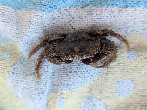 Warty Crab