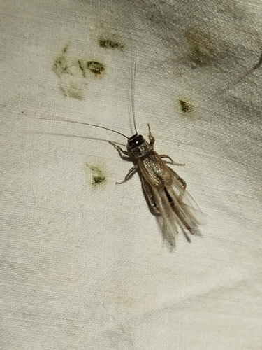 Eumodicogryllus bordigalensis