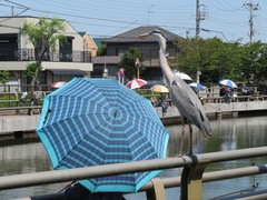 Ardea cinerea