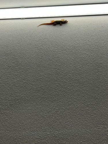 Moorish Gecko