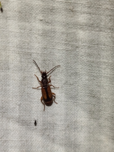Polistichus connexus