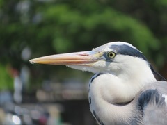 Ardea cinerea