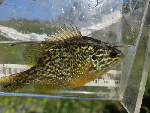 Pumpkinseed