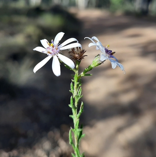 Olearia paucidentata (Steetz) F.Muell. ex Benth.