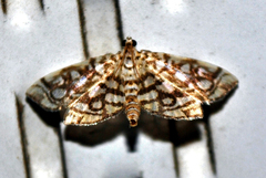 Lygropia rivulalis