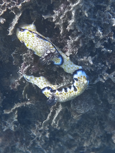 Hypselodoris imperialis observed 2026-09-11
