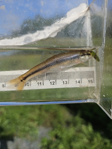 Bluntnose Minnow