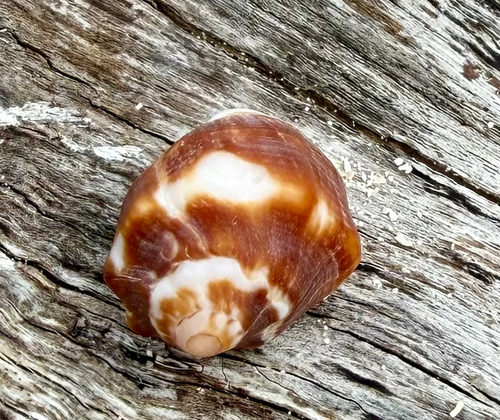 Vasula deltoidea observed 2026-09-11