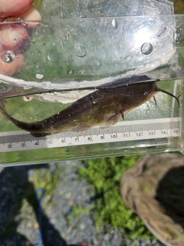 Brown Bullhead