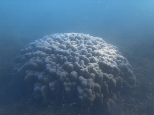 Porites evermanni observed 2026-09-11