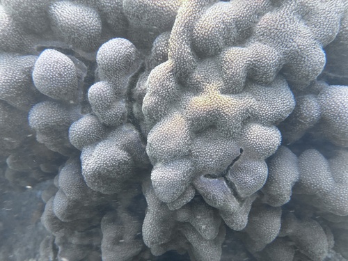 Alpheus deuteropus observed 2026-09-11