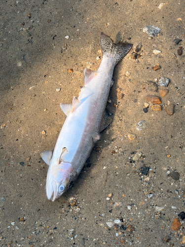 Rainbow Trout