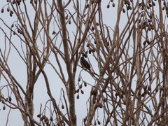 Turdus grayi