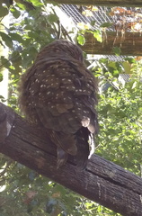 Ninox novaeseelandiae