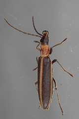 Oxycopis mimetica