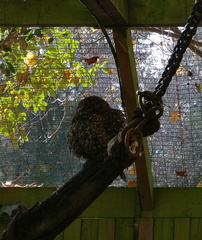 Ninox novaeseelandiae