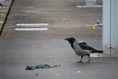 Hooded Crow