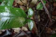 Grypothrix triphylla