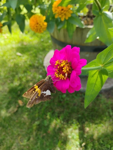 Silver-spotted Skipper