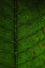 Grypothrix triphylla