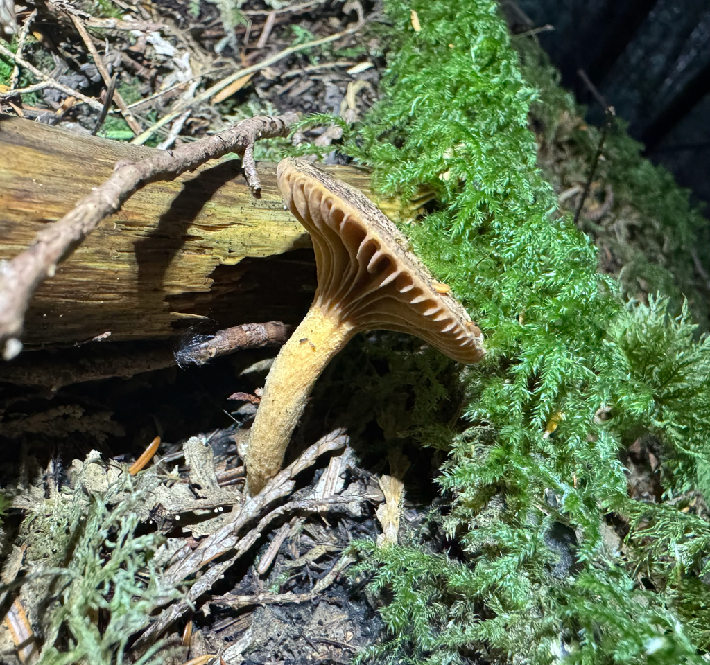 Woolly Pine Spike · September 2026 · photo: Photo: no rights reserved · iNaturalist