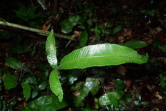 Grypothrix triphylla