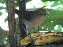 Turdus maculirostris