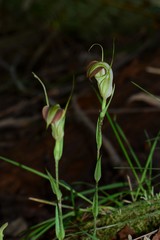 Pterostylis grandiflora