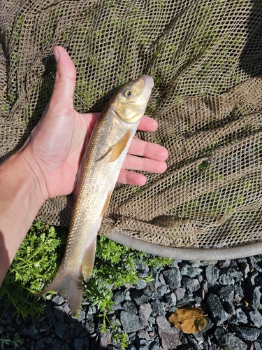 White Sucker