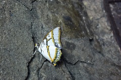 Polyura eudamippus formosana