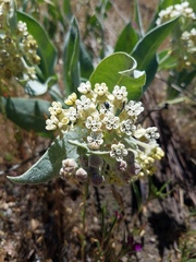 Asclepias vestita