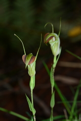 Pterostylis grandiflora