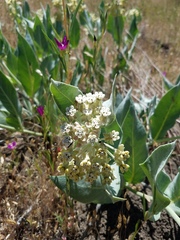 Asclepias vestita