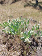 Asclepias vestita