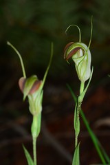 Pterostylis grandiflora
