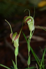 Pterostylis grandiflora