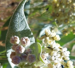 Asclepias vestita