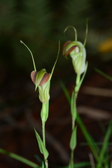 Pterostylis grandiflora