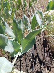 Asclepias vestita