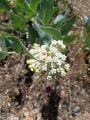 Asclepias vestita